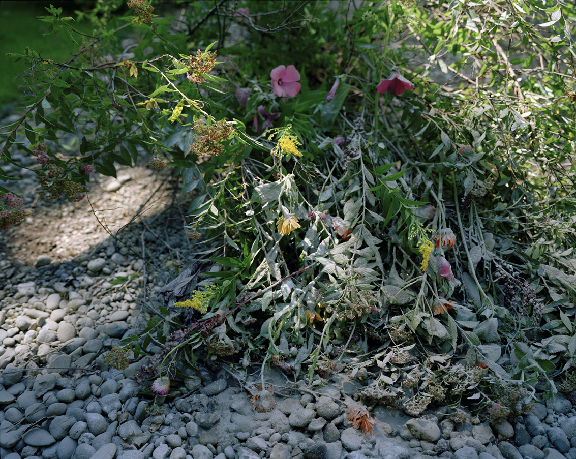 (Once) wildflowers are cemented... (Diepenveen)